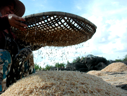 Quảng Ngãi Ngư dân trúng đậm mùa ruốc